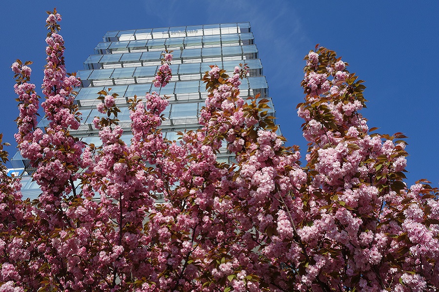 Kirschblüten GENO-Haus