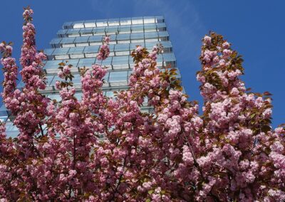 GENO-Haus: Kirschblüten